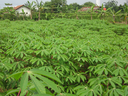 Cassava plants in a field with houses and banana trees in the background