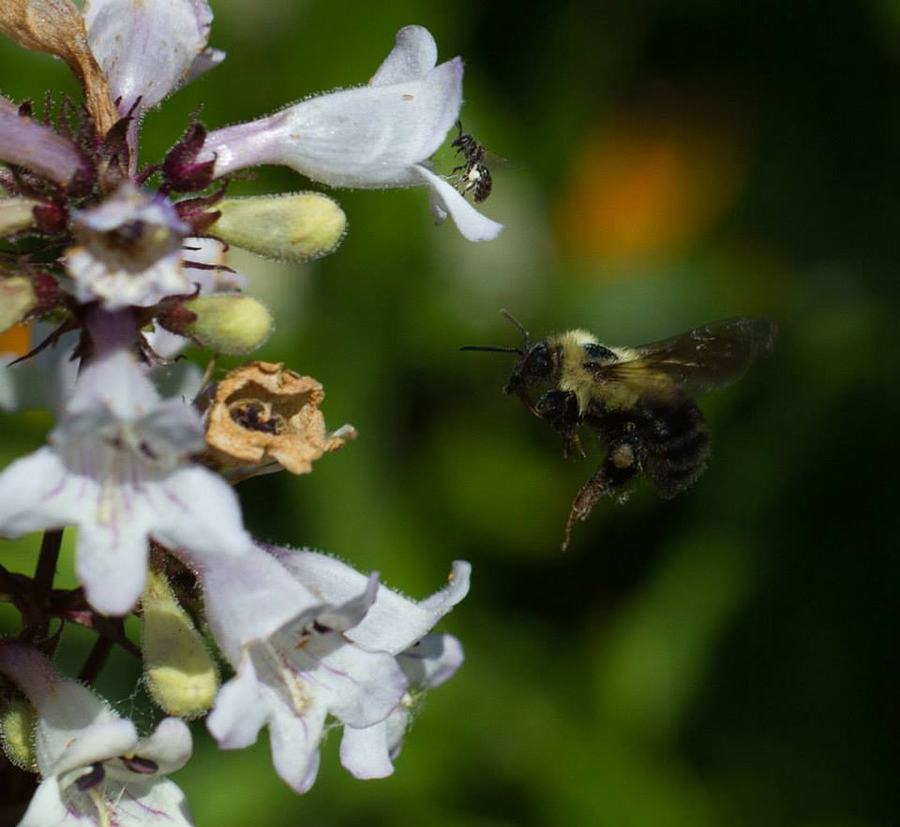 Two bees visiting beard tongue: a small sweat bee up top and a bumble bee in flight.
