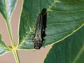 Metallic green, elongated beetle resting on a green leaf