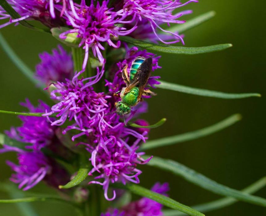 Sweat bee on gayfeather