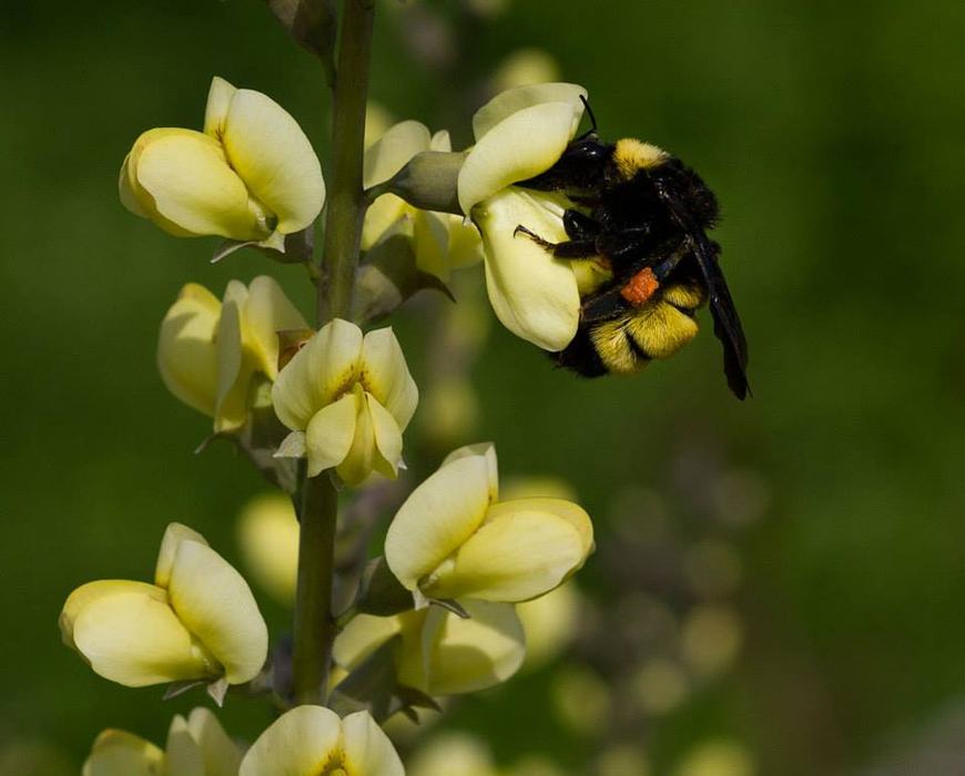 American bumble bee enjoying the wild indigo 