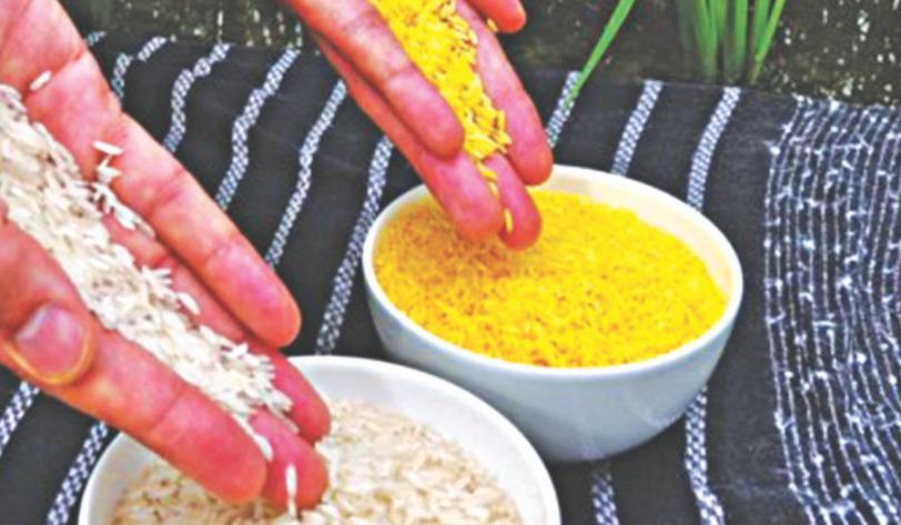 Baldeng Rice Bangladeshi scientists ready for trial of world’s first ‘Golden Rice ...