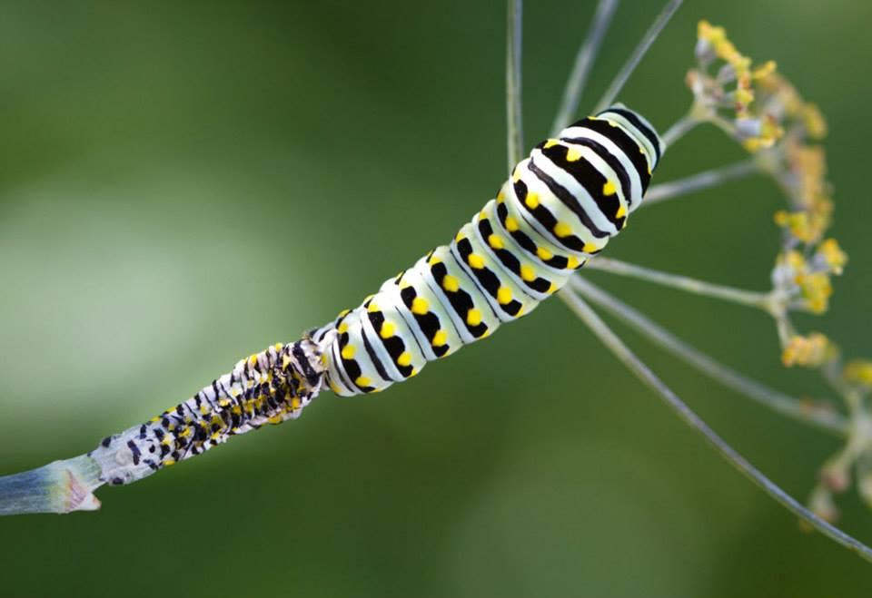 The shed skin right behind the black swallowtail caterpillar on the bronze fennel stem.