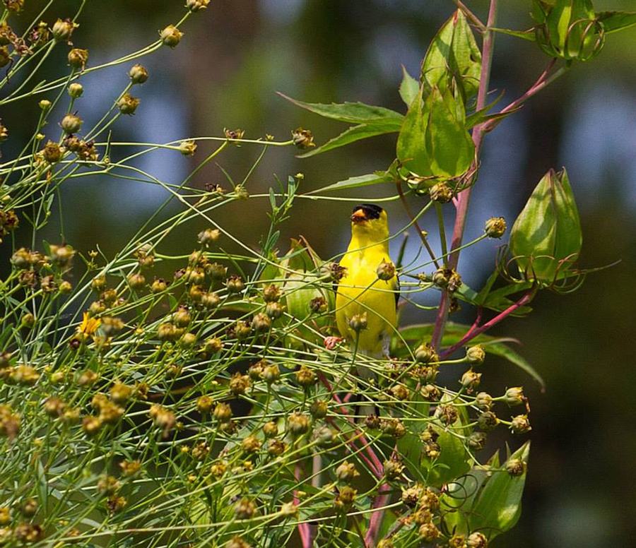 A goldfinch snacks on tall tickseed.