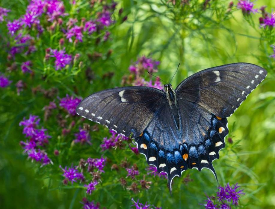 Female tiger swallowtail (black form) on threadleaf ironweed.
