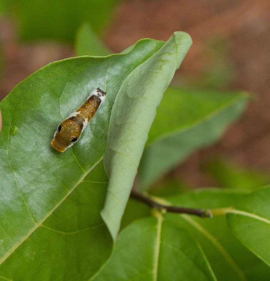 Spicebush swallowtail caterpillar on spicebush.