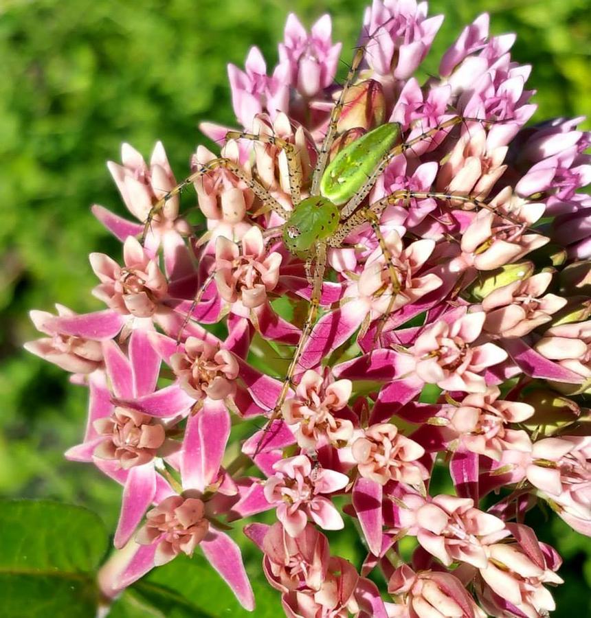 Green lynx spider on red milkweed.