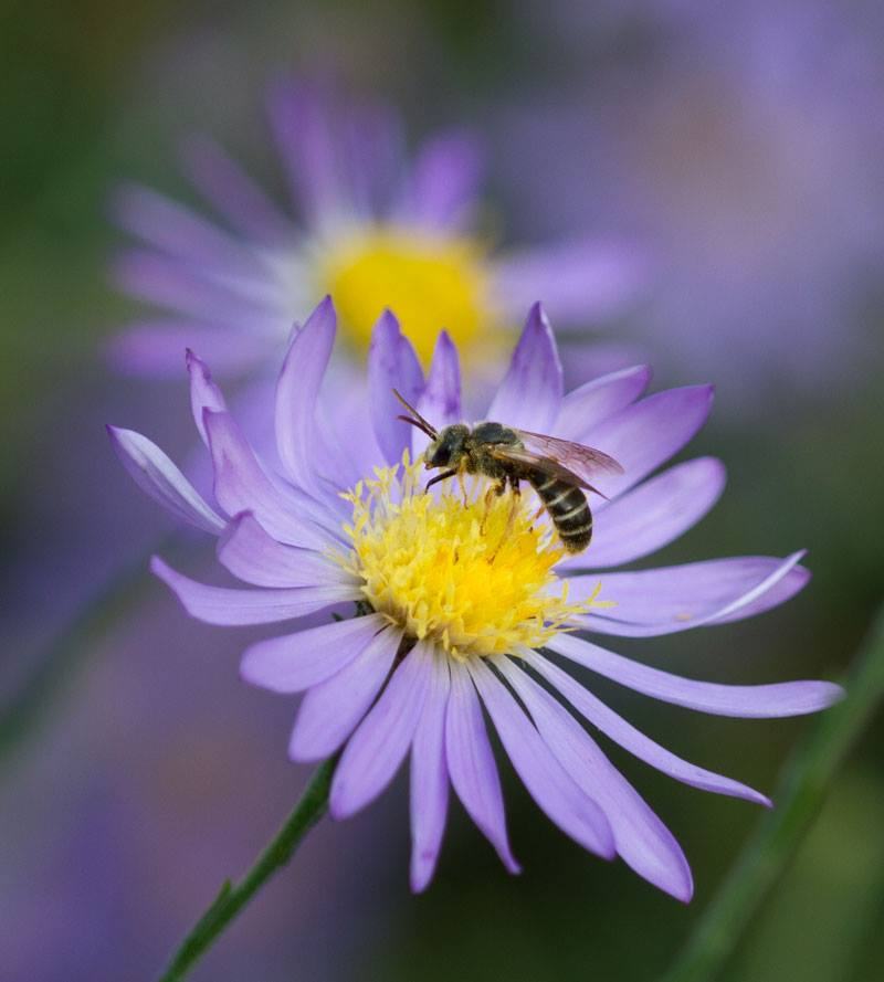 Sweat bee on American clasping aster.