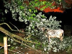 Spotted cow beneath fallen flowering tree branch beside fence at night