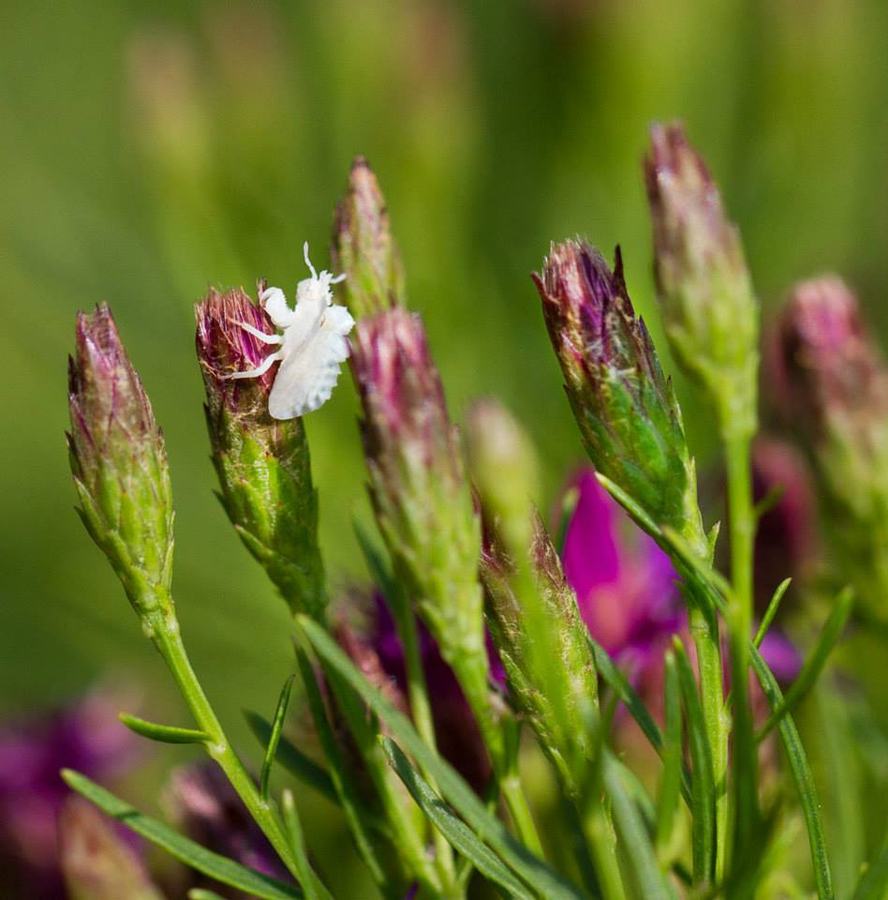 Ambush bug nymph on threadleaf ironweed.