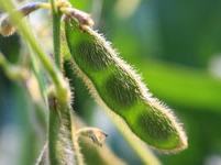 Green fuzzy soybean pods attached to a plant stem with blurred leaves in background