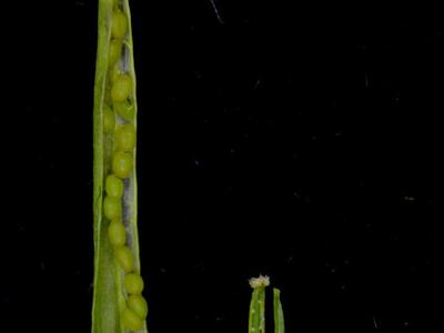Open green pea pod showing a row of peas with a smaller split pod on black background