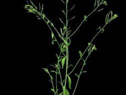Green rosette plant with several tall, branching flowering stems on a black background