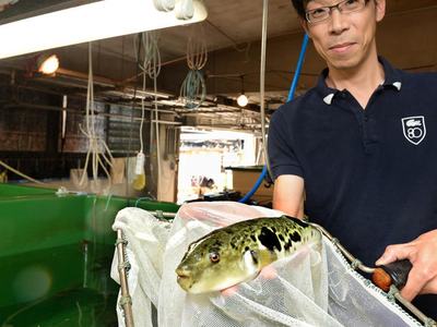 Person holding a net containing a large pufferfish over a tank in a fish facility