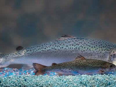 Two trout side by side over blue-white aquarium gravel