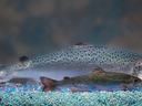 Two trout side by side over blue-white aquarium gravel
