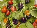 Arugula leaves with halved red, orange, and purple cherry tomatoes