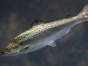 Silvery fish with black dorsal spots swimming rightward