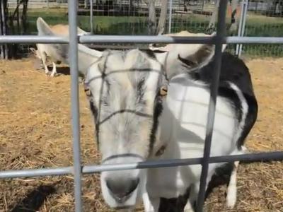 Goat with black-and-white markings standing close behind metal fence in a pen