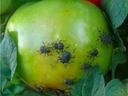 Green tomato with multiple black beetles on its surface and nearby leaves