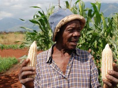 Elderly man wearing a hat holding two ears of corn in a cornfield