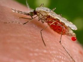 Mosquito feeding on human skin, engorged red abdomen with a droplet