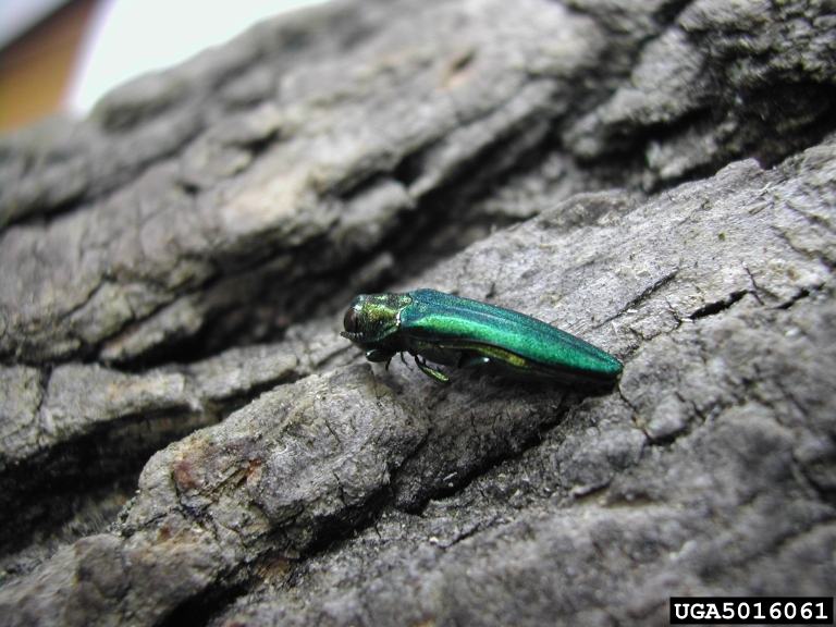 Emerald Ash Borer Photograph from Bugwood.org