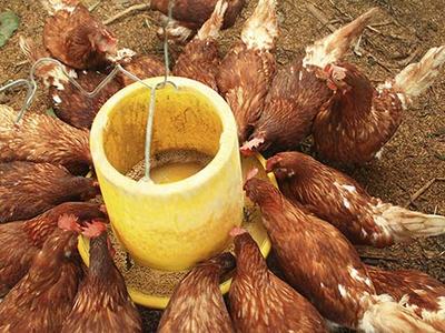 Brown hens gathered around a yellow feeder pecking at feed