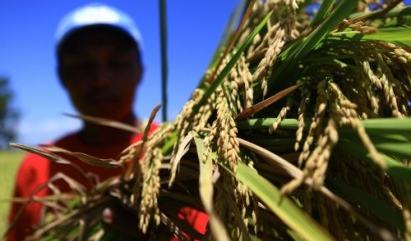 Golden Rice Promises to Be a Tool vs Hidden Hunger, Claims IRRI Expert ...