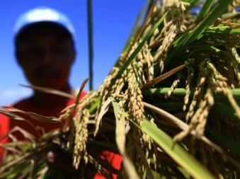 Close-up of ripe rice panicles with a blurred person wearing a cap in background