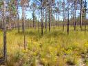 Pine savanna with tall grasses and yellow wildflowers under blue sky