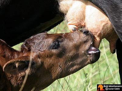 nursing calf