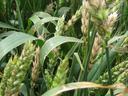 Green wheat heads and long leaves, close-up