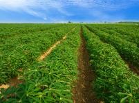 Rows of cassava plants across a farm field under a blue sky