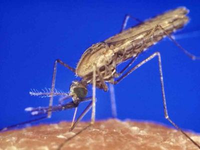 Mosquito feeding on human skin, proboscis and legs visible