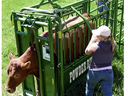 Brown cow restrained in green chute labeled "POWDER RIVER" with person operating chute