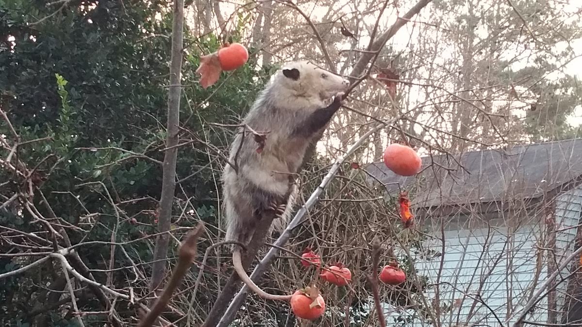Opossum in a Persimmon tree - image by Lucy Bradley CC-BY-NC