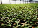 Rows of green seedlings growing in trays inside a long greenhouse