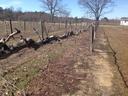 Grapevine after pruning