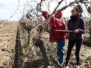 Pruning grape vines