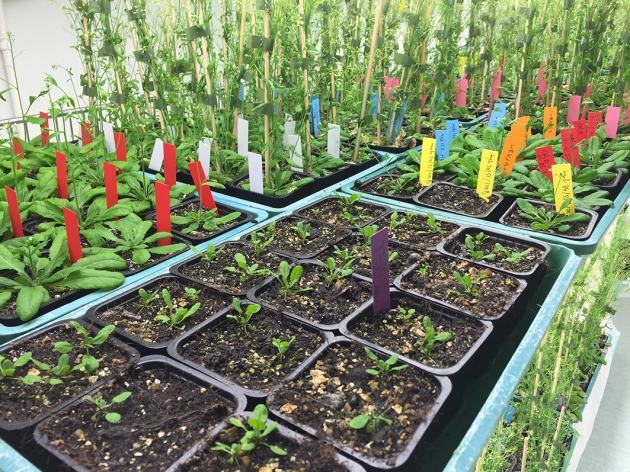 visitors enjoy some time with the goat kids