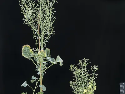 gene edited planted compared to wildtype