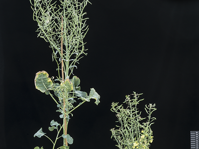 gene edited planted compared to wildtype