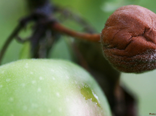 fire blight infected apple