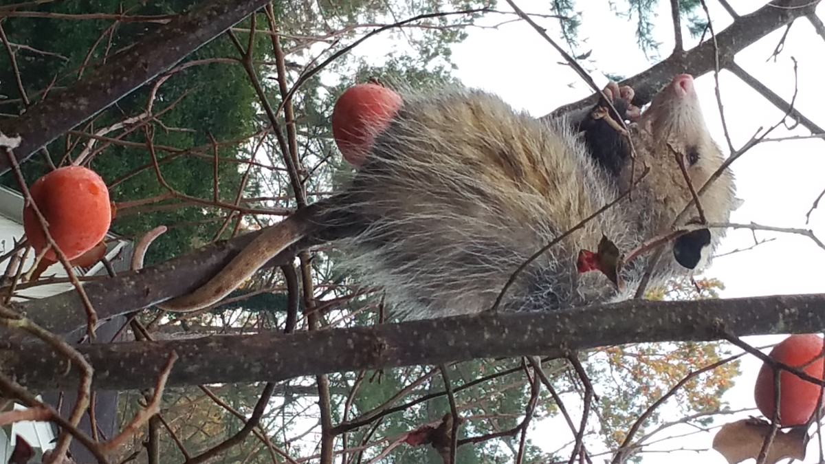 Opossum in persimmon tree