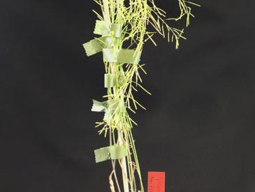Potted spindly green plant with multiple stems taped together and a red label