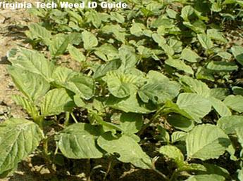 smooth pigweed