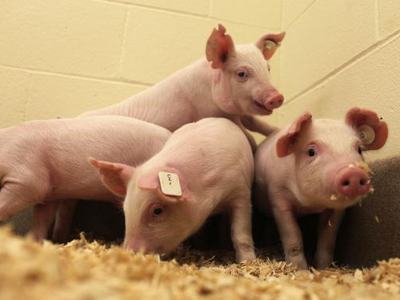 Four pink piglets in a pen on wood shavings, one with an ear tag