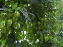 hop plants full of ripe cones