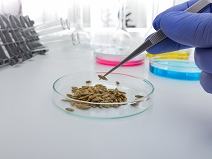 Gloved hand with tweezers placing dried plant material in a petri dish on a lab bench